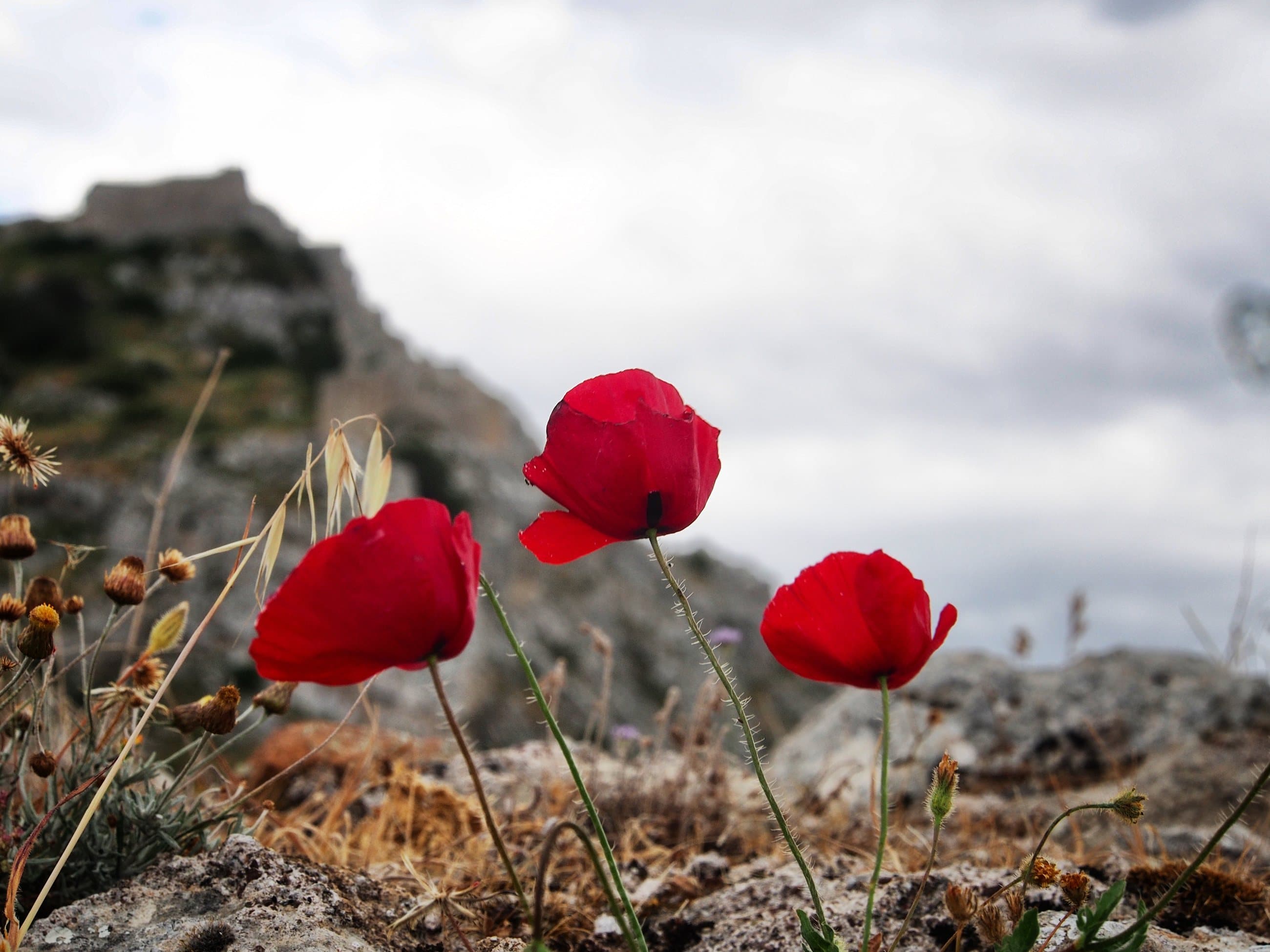 Red poppies on a rocky slope, a fortress on the hill behind